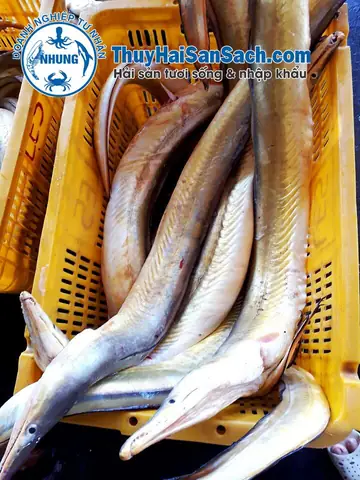 Cá Lạc - Thủy Hải Sản Sạch