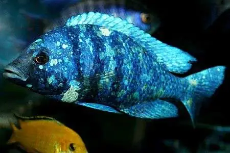 Cái Và Đực Của Cá Ali Lam Bảo Thạch Có Điểm Nhận Biết Nào Khác Biệt?