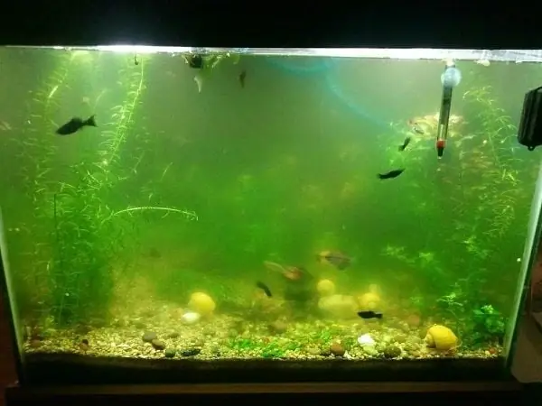 Cách Làm Sạch Bể Cá Cảnh Thủy Sinh Ngay Tại Nhà