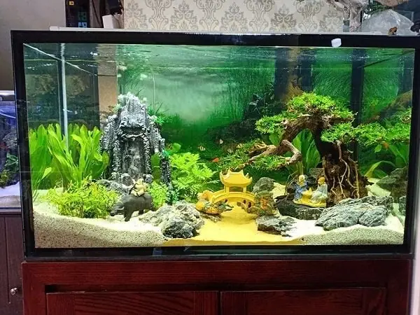 Vì Sao Nước Trong Bể Cá Cảnh Thủy Sinh Luôn Đục.