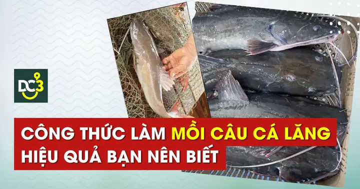 Công Thức Làm Mồi Câu Cá Lăng Hiệu Quả Bạn Nên Biết - 2025