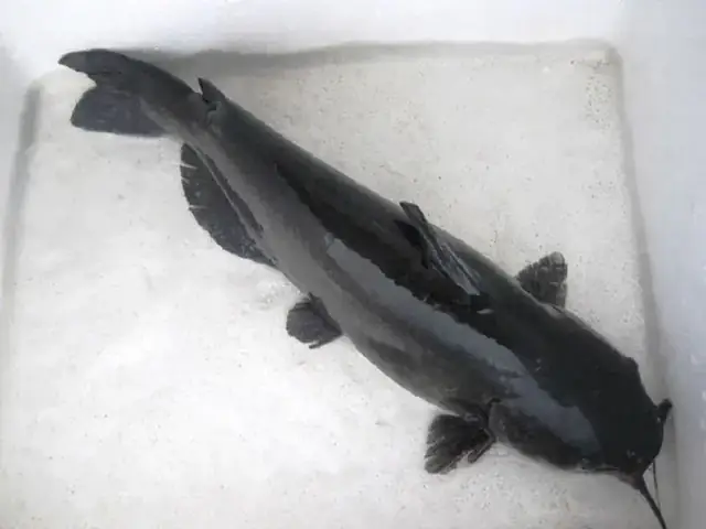 Cá Lăng Sông Đà