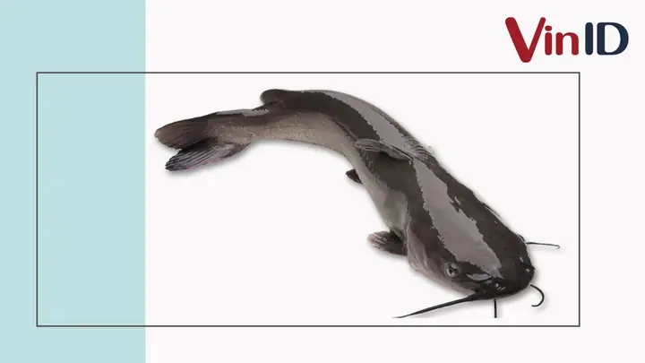 Cách Chọn Cá Lăng & Gợi Ý Các Món Ngon Từ Cá Lăng | Vinid