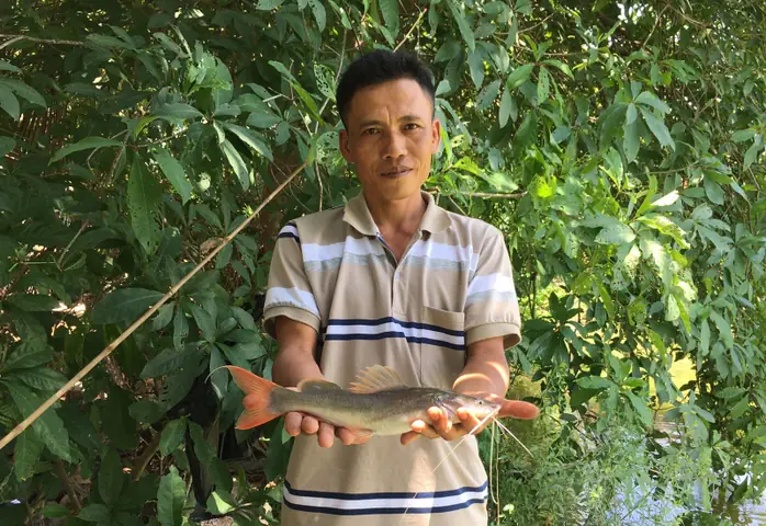 Liều Nuôi Cá Lăng Đuôi Đỏ Trong Ao Đất, Bất Ngờ Ông Nông Dân Bà ...