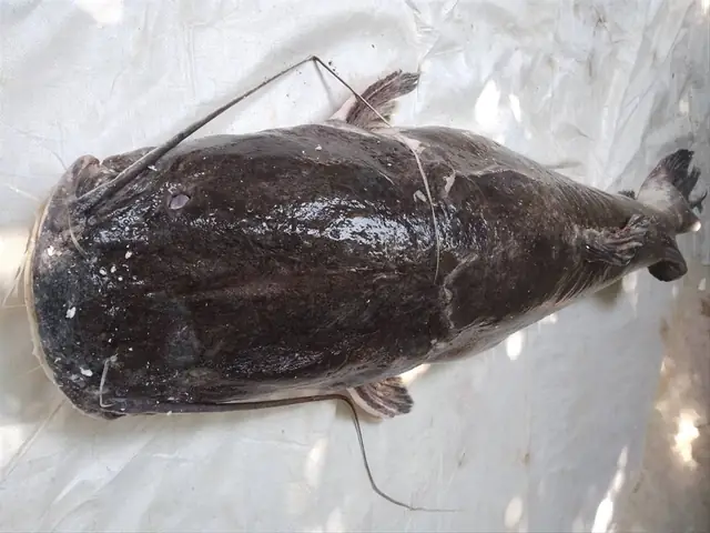 Bắt Được Cá Lăng Đuôi Đỏ Khổng Lồ Nặng Hơn 77 Kg Trên Sông Serepok