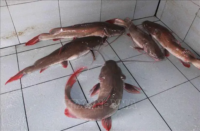 Nuôi Cá Sông Quý Hiếm Đuôi Đỏ Như Son, Bán 300-450.000 Đồng/kg