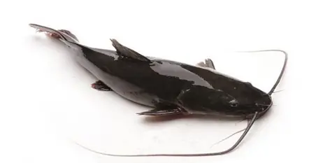 Cá Lăng Là Cá Gì? Giá Bao Nhiêu? Sơ Chế Đúng Cách - Kingfish