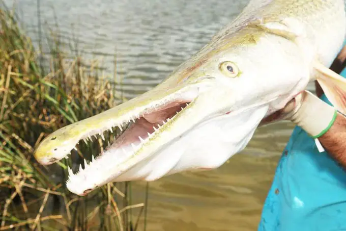 Cá "hóa Thạch Sống" Lần Đầu Xuất Hiện Ở Bang Kansas