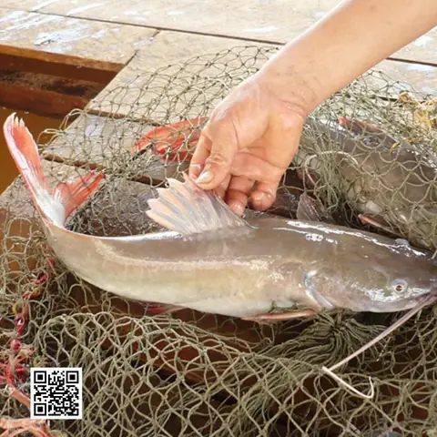 Đặc Sản Cá Lăng Sông Vàm Nao Khiến Nhiều Thực Khách Mê Mệt Đặc Sản Cá Lăng Sông Vàm Nao Khiến Nhiều Thực Khách Mê Mệt