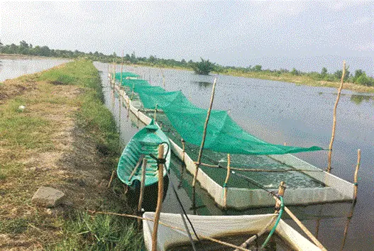 Thu Hàng Tỷ Đồng Từ Cá Lăng Nha Giống Thu Hàng Tỷ Đồng Từ Cá Lăng Nha Giống