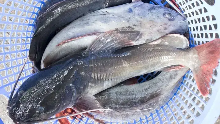 Cá Lăng Nuôi Ở Đâu: Các Mô Hình Nuôi Phổ Biến Hiện Nay