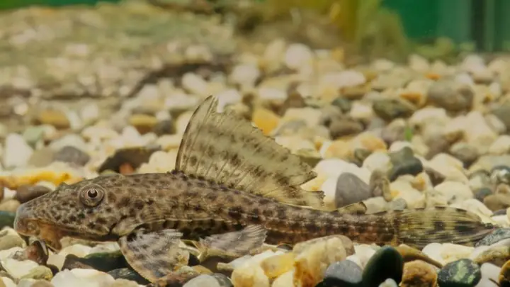 1cá Lau Kiếng Là Cá Gì?