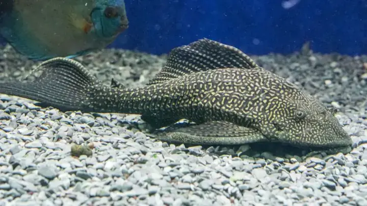 Cá Lau Kiếng Thường (common Pleco)