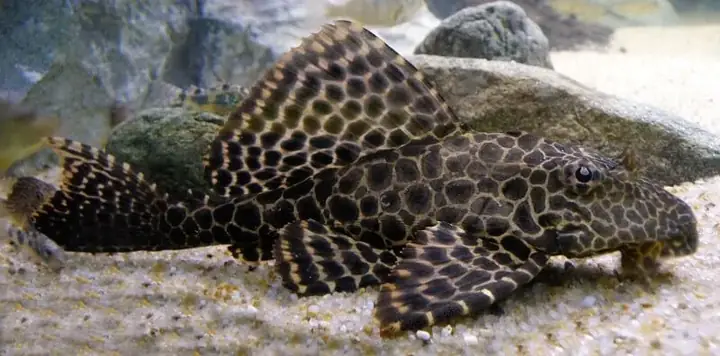 Vài Nét Về Cá Lau Kiếng