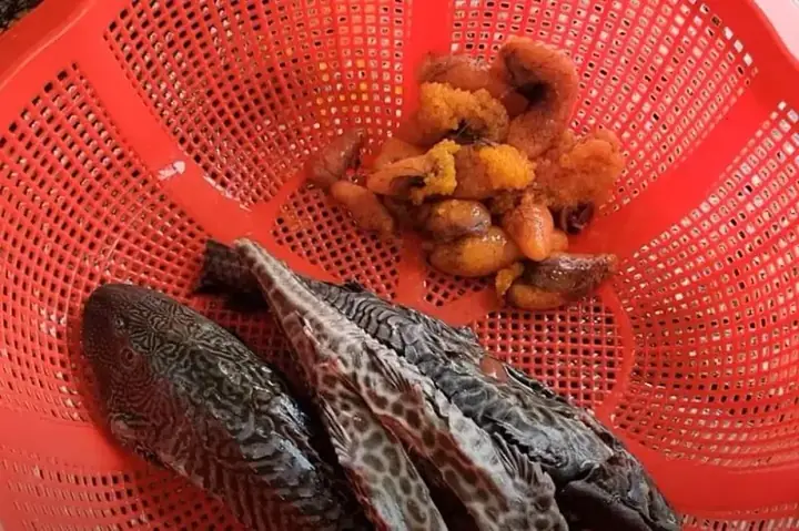 Trứng Cá Lau Kiếng Kỵ Với Đồ Chua, Mắm