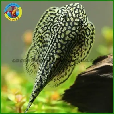 Chế Độ Ăn Uống Đa Dạng Và Bổ Sung