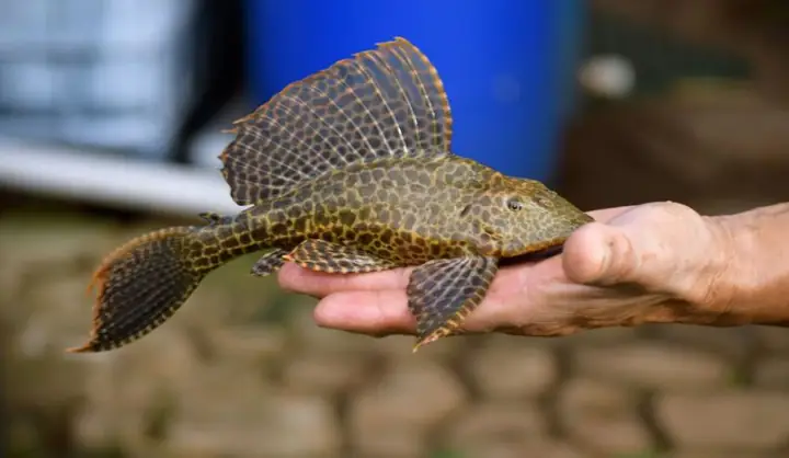 Thịt Cá Lau Kiếng Có Độc Không? Những Lưu Ý Khi Ăn Cá Lau Kiếng