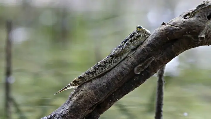 Cá Leo Cây Là Gì? Loài Cá "bò Trên Cạn" Kỳ Lạ Nhất Thế Giới
