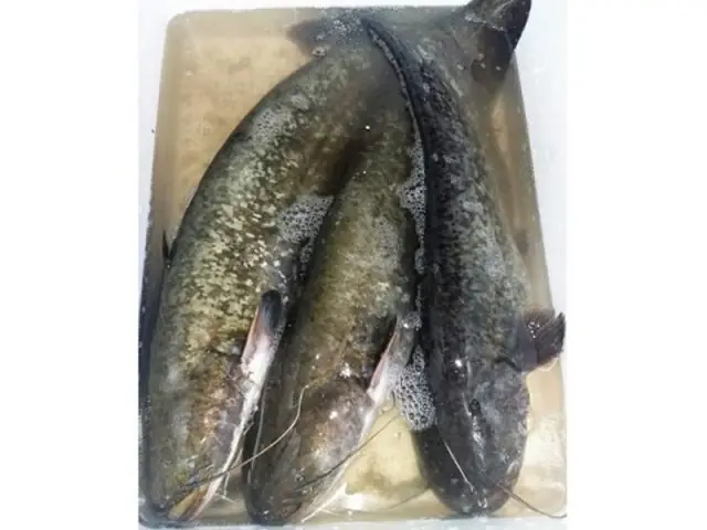 Cá Leo Giá Bao Nhiêu? Bảng Giá Cập Nhật Mới Nhất & Kinh Nghiệm Mua Tốt Nhất