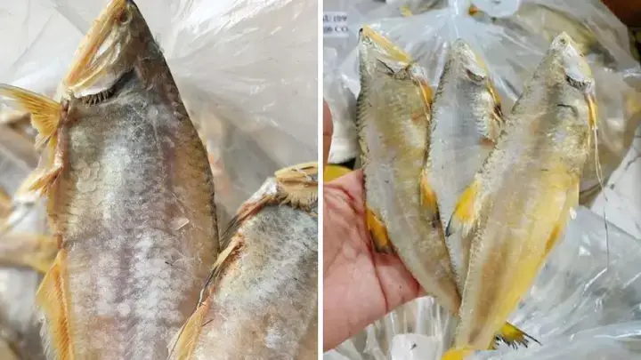 Cá Lẹp Nước Ngọt Là Gì? Tổng Quan Về Loài Cá Đặc Trưng Cá Lẹp Nước Ngọt Là Gì? Tổng Quan Về Loài Cá Đặc Trưng