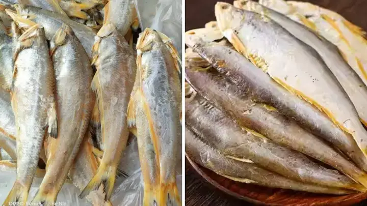 Đặc Điểm Hình Thái Nổi Bật Của Cá Lẹp Nước Ngọt Đặc Điểm Hình Thái Nổi Bật Của Cá Lẹp Nước Ngọt