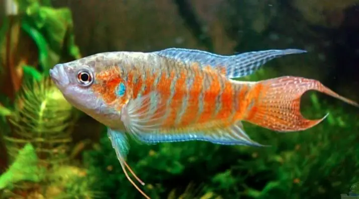 Cá Lia Thia Đồng, Cá Cờ Ruộng Cách Nuôi Và Chăm Sóc Ra Sao ... Cá Lia Thia Đồng, Cá Cờ Ruộng Cách Nuôi Và Chăm Sóc Ra Sao ...