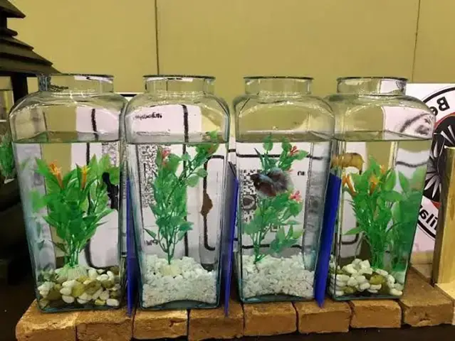 Đặc Điểm Sinh Học Và Hành Vi Của Cá Lia Thia Chiến