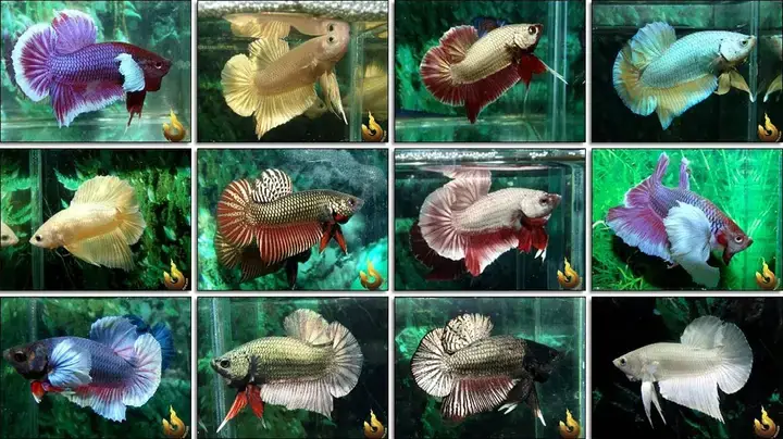 Nguồn Gốc Và Lịch Sử Của Cá Lia Thia Đá Độ