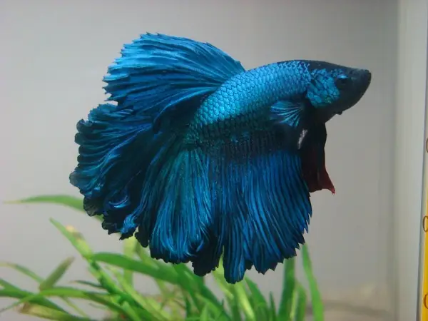 Hướng Dẫn Nuôi Cá Lia Thia Đẻ: Từ Chuẩn Bị Đến Chăm Sóc Cá Con