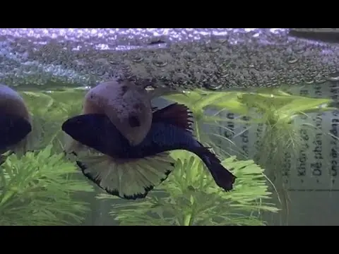 Hướng Dẫn Nuôi Cá Lia Thia Đẻ: Từ Chuẩn Bị Đến Chăm Sóc Cá Con