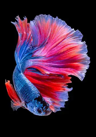 Vẻ Đẹp Đặc Trưng Của Cá Lia Thia