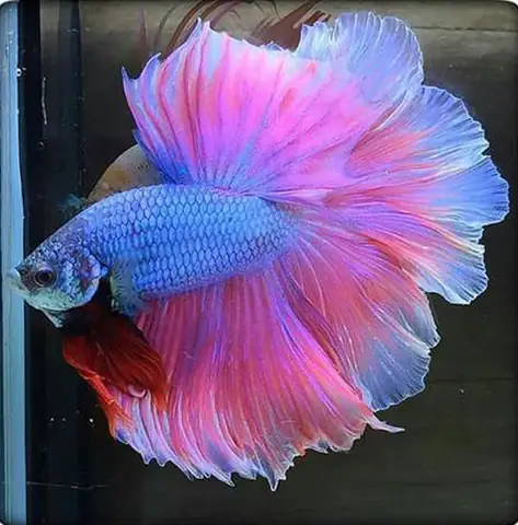 Cá Lia Thia Đẹp Nhất Thế Giới: Top Dòng Cá Betta Siêu Lộng Lẫy Khiến Dân Chơi Mê Mẩn