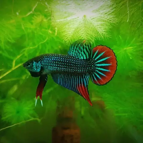 Cá Lia Thia Đỏ: Loài Cá Cảnh Nổi Tiếng Với Sắc Màu Rực Rỡ Và Tập Tính Hấp Dẫn