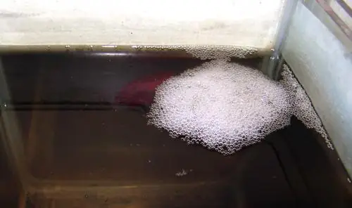 Cá Lia Thia Nhả Bọt: Hiện Tượng Tự Nhiên Hay Dấu Hiệu Bệnh Lý?