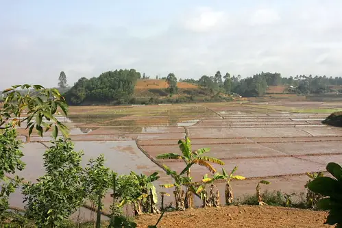 Cá Lia Thia Nhả Bọt