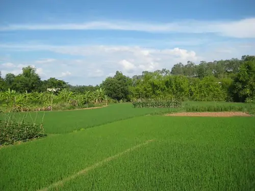 Cá Lia Thia Nhả Bọt