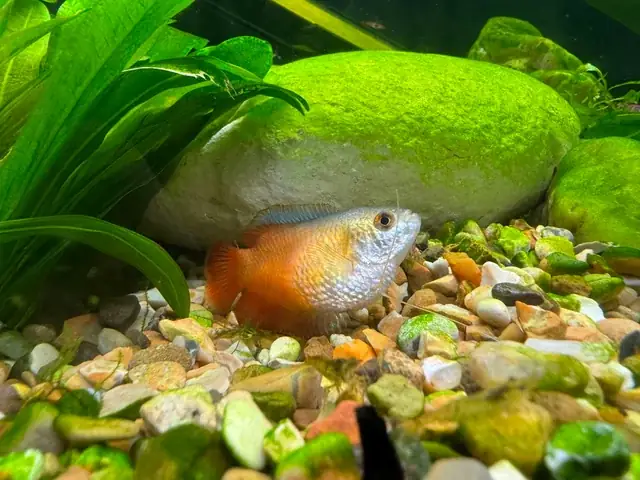 Cá Lia Thia Nuôi Chung Với Cá Gì? Hướng Dẫn Chọn Bạn Cùng Bể An Toàn Cá Lia Thia Nuôi Chung Với Cá Gì? Hướng Dẫn Chọn Bạn Cùng Bể An Toàn