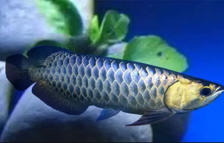 Yêu Cầu Môi Trường Sống Lý Tưởng Cho Cá Lia Thia Rồng Đen