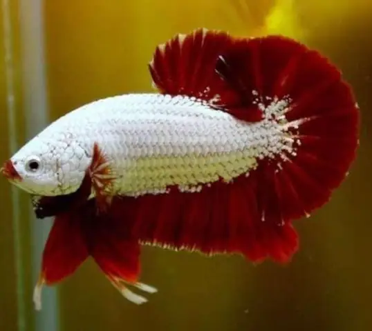 Cá Lia Thia Rồng Đỏ: Hướng Dẫn Nuôi, Chăm Sóc Và Những Bí Mật Về Loài Cá Cảnh Quý Phái