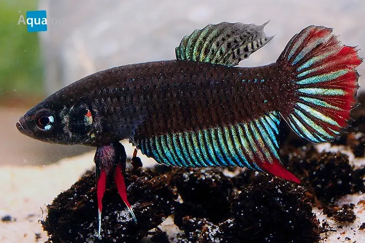 Cá Lia Thia Ruộng Thái: Loài Cá Biểu Diễn Sắc Màu Của Thiên Nhiên