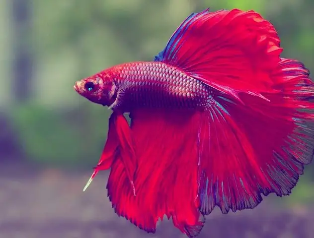 Cá Lia Thia Ruộng Thái: Loài Cá Biểu Diễn Sắc Màu Của Thiên Nhiên