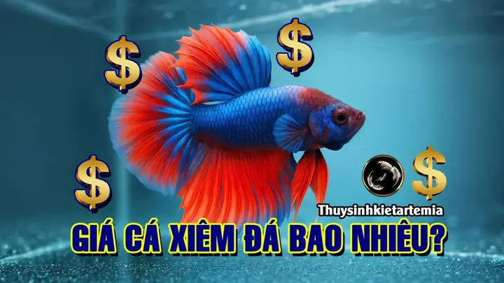 Giá Cá Xiêm Đá Bao Nhiêu? Tư Vấn Mua Cá Đẹp, Giá Tốt
