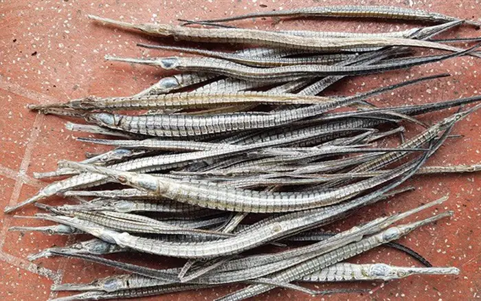 Cá Lìm Kìm Bạch Kim Là Gì? Đặc Điểm, Ý Nghĩa Phong Thủy Và Cách Chọn Mua Chuẩn Nhất