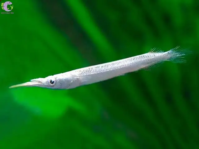 Cá Lìm Kìm Bạch Kim Là Gì? Đặc Điểm, Ý Nghĩa Phong Thủy Và Cách Chọn Mua Chuẩn Nhất