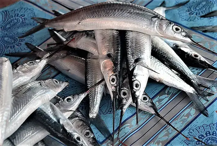 Cá Lìm Kìm Khổng Lồ: Khám Phá Loài Cá Độc Đáo Và Bí Ẩn ...