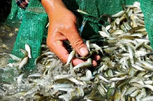 Cá Linh Ăn Gì? Cá Linh Ăn Gì?