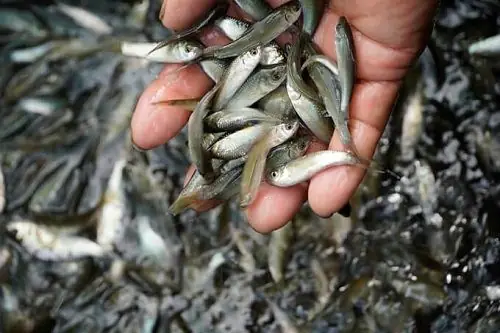 Mua, Bán Cá Linh Ở Đâu Tại Hà Nội, Tp Hcm Mua, Bán Cá Linh Ở Đâu Tại Hà Nội, Tp Hcm