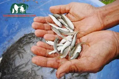 Đặc Điểm Hình Dáng Đặc Điểm Hình Dáng