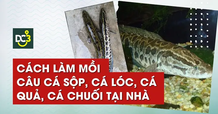 Cách Làm Mồi Câu Cá Sộp, Cá Lóc, Cá Quả, Cá Chuối Tại Nhà ...