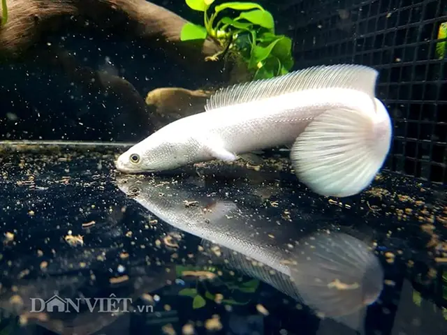 Cá Lóc Bạch Tạng